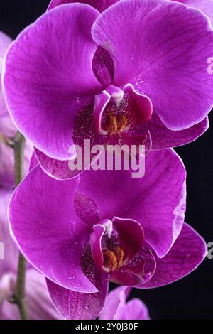 Eine Nahaufnahme von zwei wunderschönen lila Orchideenblüten mit Wassertropfen Stockfoto