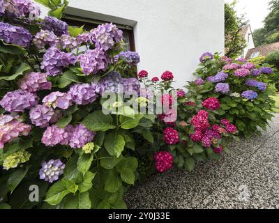 Hortensie in Blüte an der Wand eines Gartenhauses, Nordrhein-Westfalen, Deutschland, Europa Stockfoto