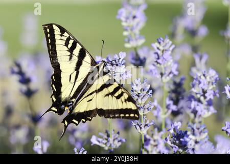 Ein gelber Schwalbenschwanz sammelt Pollen von Lavendelblüten in Nord-Idaho Stockfoto