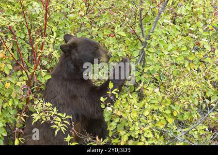 Ein weiblicher Schwarzbär ist in den Beerenbüschen und isst Beeren im Westen Montanas Stockfoto