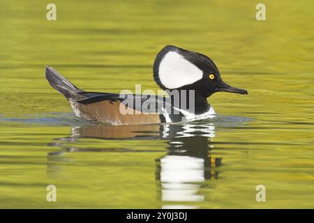 Ein Herbstfoto eines schönen männlichen Mergansers mit Kapuze schwimmt im ruhigen Wasser und reflektiert seine Reflexion in Spokane, Washington Stockfoto