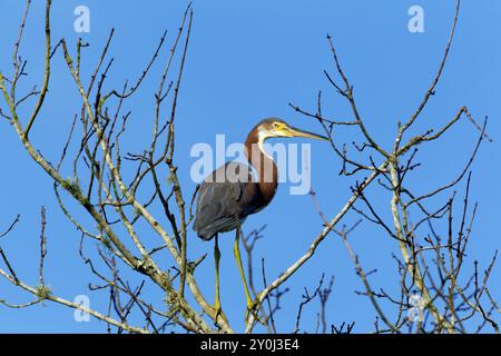 Ein dreifarbiger Reiher steht auf einem Ast im Lake Woodruff Park in Deland, Florida Stockfoto