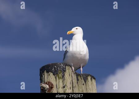 (Sensorpunkte gelöscht) ein erwachsener Heringsmöwe stand auf einem Posten in Westhaven Cove in Westport, Washington Stockfoto