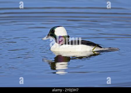 Eine männliche Büffelente schwimmt im Feuchtgebiet bei Hauser, Idaho Stockfoto