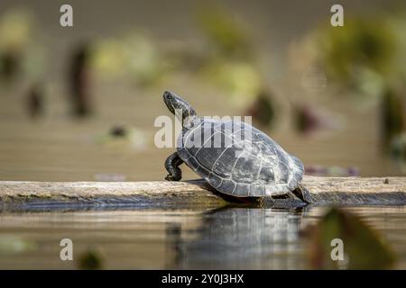 Eine westliche Schildkröte bastelt sich auf einem Baumstamm in Fernan Lake, Idaho Stockfoto