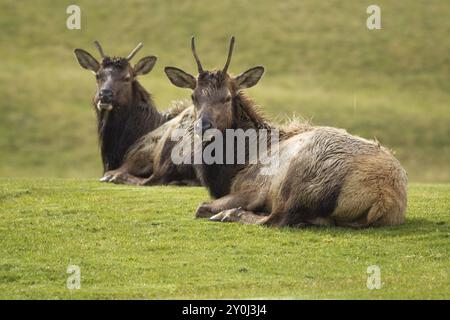 Zwei Elche mit kleinen Hörnern lagen im Gras bei Warrenton, Oregon Stockfoto