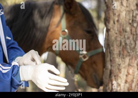 Nahaufnahme eines Tierarztes, der Handschuhe anzieht, um das Pferd zu impfen und zu behandeln Stockfoto