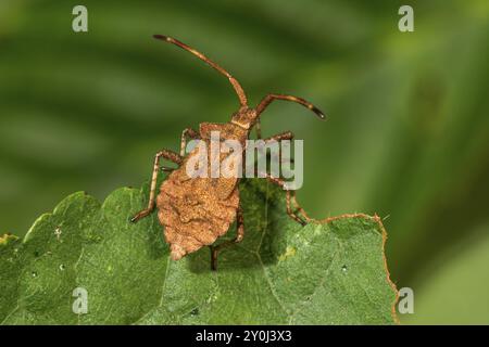 Dockwanze (Coreus marginatus) im fünften Larvenstadium auf einem Blatt in der Natur sitzend, Baden-Württemberg, Deutschland, Europa Stockfoto