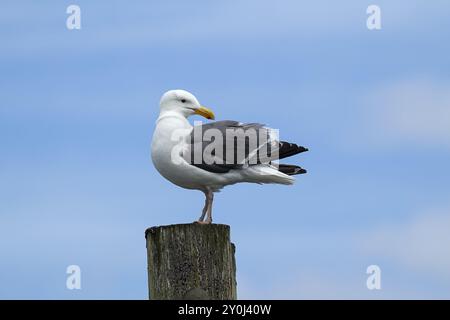 Ein erwachsener Hering Gull hockte auf einem Posten in Westhaven Cove in Westport, Washington Stockfoto