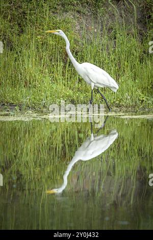 Ein weißer Reiher am Ufer eines Teichs reflektiert in ruhigem Wasser in der Nähe von Deleon Springs, Florida Stockfoto