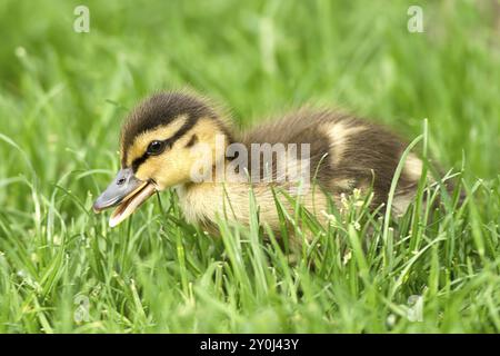 Stockentchen, anas platyrhynchos, spazieren im Gras im Manito Park in Spokane, Washington Stockfoto