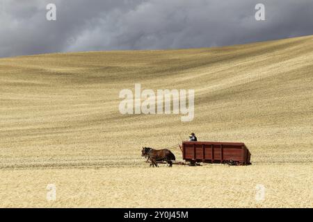 Mit dem Pferdewagen auf dem Feld in der Region palouse bei Colfax, Washington Stockfoto