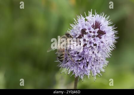 Honigbiene (apis mellifera) auf Blume der Wasserminze (Mentha aquatica), blühend, Nordrhein-Westfalen, Deutschland, Europa Stockfoto