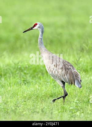 Ein hübscher Sandhügelkran läuft auf einem grasbewachsenen Feld in der Nähe von Deland, Florida Stockfoto