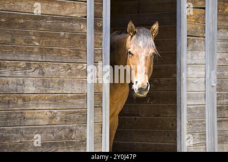 Ein kastanienfarbenes Pferd steht vor der Tür einer Scheune in Hayden, Idaho Stockfoto