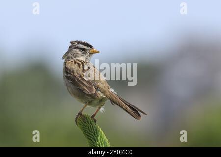 Ein weißer gekrönter Spatzen, zonotrichia leucophrys, steht auf einer Pflanze in Seaside, Oregon Stockfoto