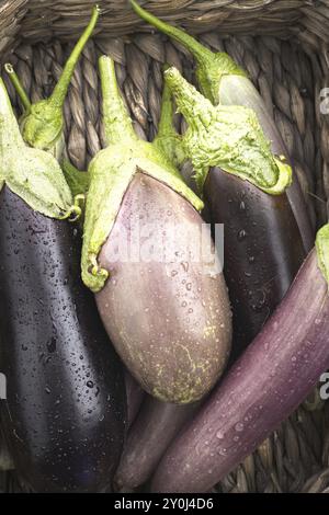 Ein Nahaufnahme Stillleben-Flachbild von verschiedenen Arten frisch geernteter Auberginen, die in einem Korb sitzen Stockfoto