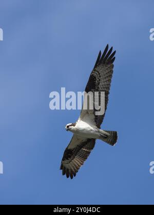 Ein Fischadler fliegt hoch oben am hellblauen Himmel Stockfoto