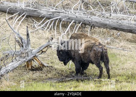 Ein Bison steht auf dem Feld im nördlichen Teil des Yellowstone Parks in Wyoming Stockfoto