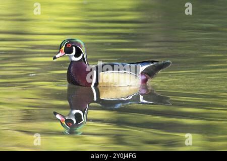 Eine männliche Holzente, die ein Spiegelbild wirft, schwimmt in einem kleinen Teich in Spokane, Washington Stockfoto