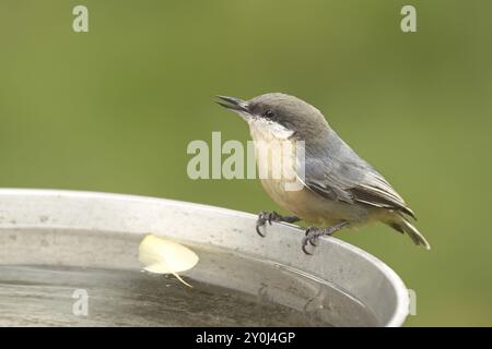 Ein kleiner Pygmäen-Nuthatch steht auf der Seite eines Vogelbades im Norden Idahos Stockfoto