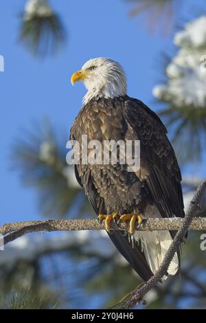 Ein großer erwachsener Weißkopfseeadler sitzt auf einem Ast, der im Winter in Nord-Idaho vor einem blauen Himmel steht Stockfoto