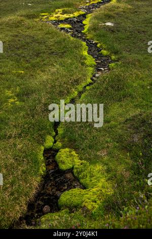 Der von Moos gesäumte Bach durchzieht die Alpine Wiese im Spray Park Stockfoto