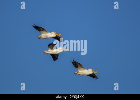 Amerikanische weiße Pelikane fliegen über dem Scooteny Reservoir bei Othello, Washington Stockfoto