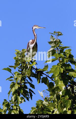 Ein dreifarbiger Reiher steht auf einem Ast im Lake Woodruff Park in Deland, Florida Stockfoto