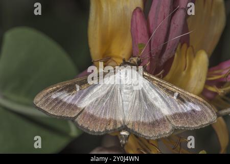 Nahaufnahme einer Buchsbaummotte (Cydalima perspectalis) an einer Blume einer Geißblatt (Lonicera), Baden-Württemberg, Deutschland, Europa Stockfoto