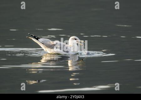 Bei einer Möwe tropft Wasser aus dem Schnabel, während sie einen Fisch am ruhigen See in Coeur d'alene, Idaho, ernährt Stockfoto