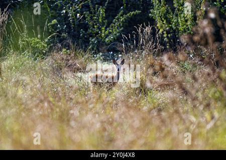 Ein europäischer Reh (Capreolus capreolus) steht auf einer Graslichtung im Wald, Mühlenteich, Wismar, Mecklenburg-Vorpommern, auf der Spur Stockfoto