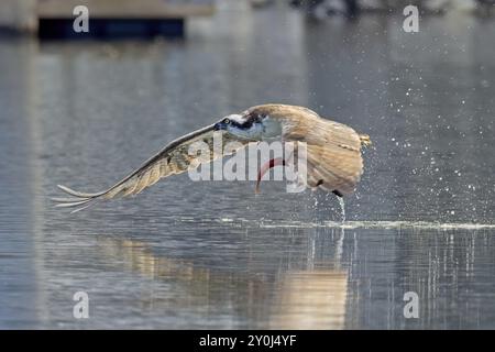 Ein großer Fischadler fängt einen roten Lachs und fliegt vom Wasser im Norden Idahos ab Stockfoto