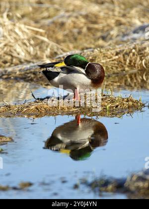 Ein männlicher Mallard sitzt auf einem Schotterklumpen und wirft eine Relektion ins Wasser Stockfoto