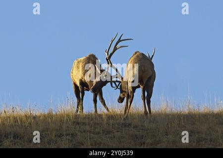 Zwei große Bullenelche kämpfen auf einem Hügel im Westen Montanas während der Furche um die Dominanz Stockfoto