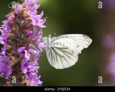 Kohl-Schmetterling (Pieris brassicae) saugt Nektar aus der Blüte des Purpurlosestrife (Lythrum salicaria), Nordrhein-Westfalen, Deutschland, Europa Stockfoto