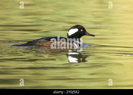 Ein männlicher Merganser mit Kapuze im Cannon Hill Park in Spokane, Washington Stockfoto