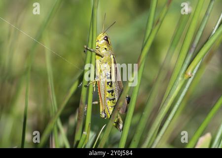 Große Sumpfgrasscheuche (Stethophyma grossum), auf einem Rushstiel sitzend, Nordrhein-Westfalen, Deutschland, Europa Stockfoto