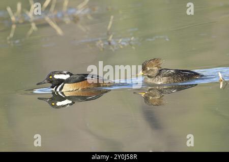 Ein süßes Merganser-Paar mit Kapuze schwimmt zusammen und sucht im ruhigen Wasser in Hauser, Idaho, nach Essen Stockfoto