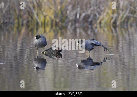 Ein Huhn streckt sein Bein, während er auf einem untergetauchten Baumstamm am Stanley Lake in Idaho sitzt Stockfoto