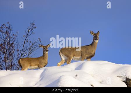 Zwei weiße Schwanzhirsche stehen auf einem schneebedeckten Hügel vor einem blauen Himmel in Nord-Idaho Stockfoto