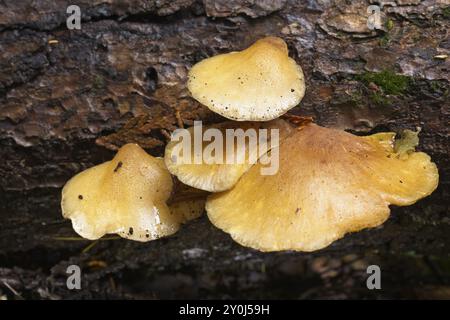 Eine Nahaufnahme von Konkuspilzen auf einem gefallenen Baumstamm in Nord-Idaho Stockfoto