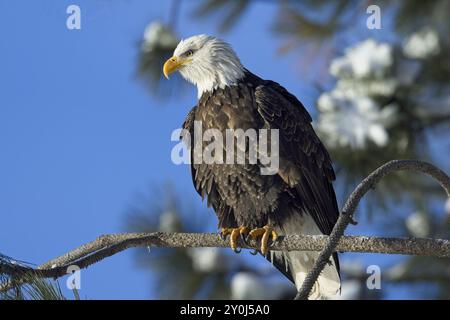 Ein großer erwachsener Weißkopfseeadler sitzt auf einem Ast, der im Winter in Nord-Idaho vor einem blauen Himmel steht Stockfoto