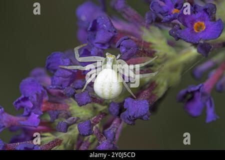 Weiße Krabbenspinne (Misumena vatia) auf lila Blume des Schmetterlingsbusches (Buddleja) Nahaufnahme, Baden-Wuerttemberg, Deutschland, Europa Stockfoto