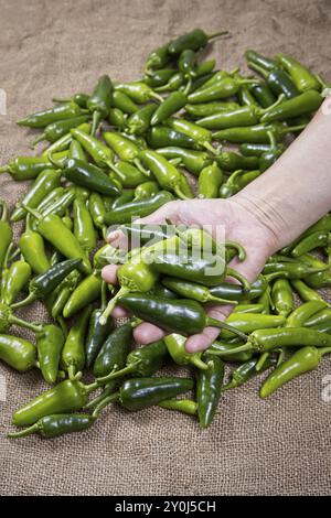 Ein Konzeptfoto einer Hand, die frisch geerntete heiße grüne Paprika in diesem Studio-Bild hält Stockfoto