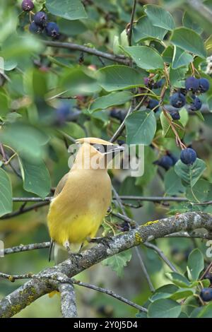 Ein Zedernschwingvogel steht auf einem Ast in einem Baum in der Nähe von Hauser, Idaho Stockfoto