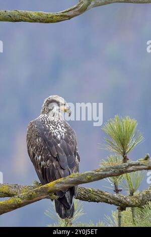 Ein majestätischer junger amerikanischer Weißkopfseeadler, der auf einem Zweig einer Kiefer in Nord-Idaho thront Stockfoto