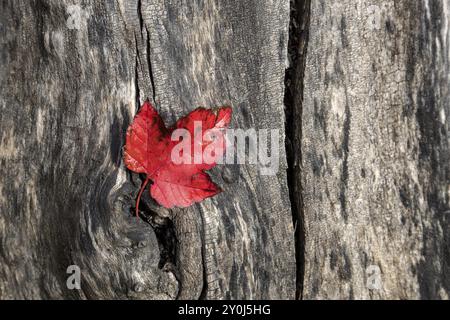 Ein rotes Blatt liegt im Herbst auf einem Baumstamm im Finch Arboretum in Spokane, Washington USA Stockfoto