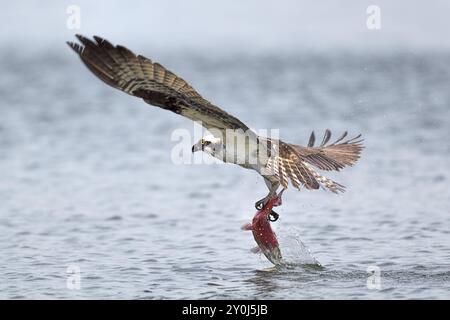 Ein Fischadler fliegt mit einem Kokanee-Lachs ab, nachdem er ihn im Hayden Lake im Norden von Idaho gefangen hat Stockfoto