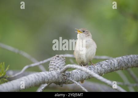 Ein kleiner Zaunbarsch auf einem Baumzweig singt laut in Nord-Idaho Stockfoto